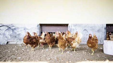 Newcastle Krankheit - Article 2